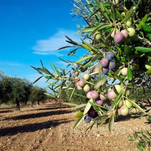 Estimated world olive oil production