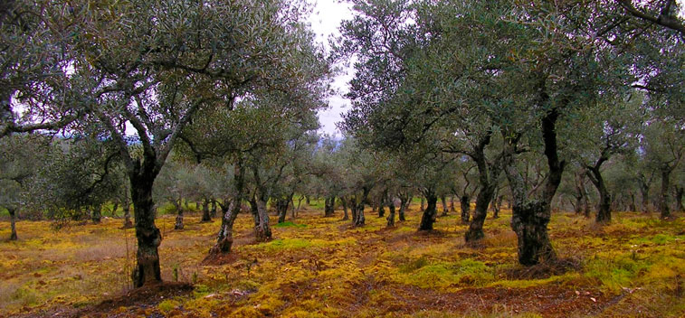 Olive oil and the autumn